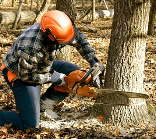 Tree Removal in Harmony, ME